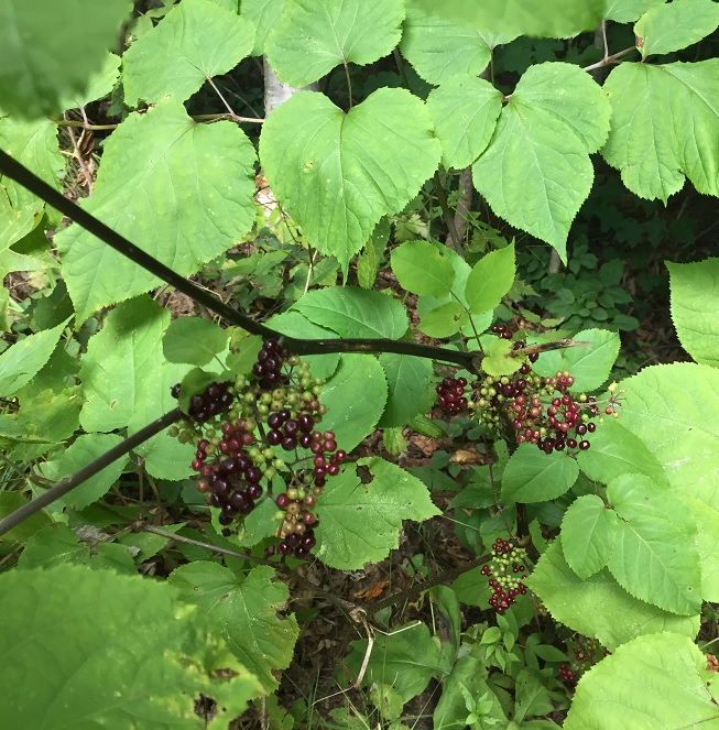 Aralie à Grappes, Aralia Racemosa ou Grande Salsepareille à vendre